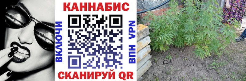 Каннабис SATIVA & INDICA  где найти наркотики  Куровское 